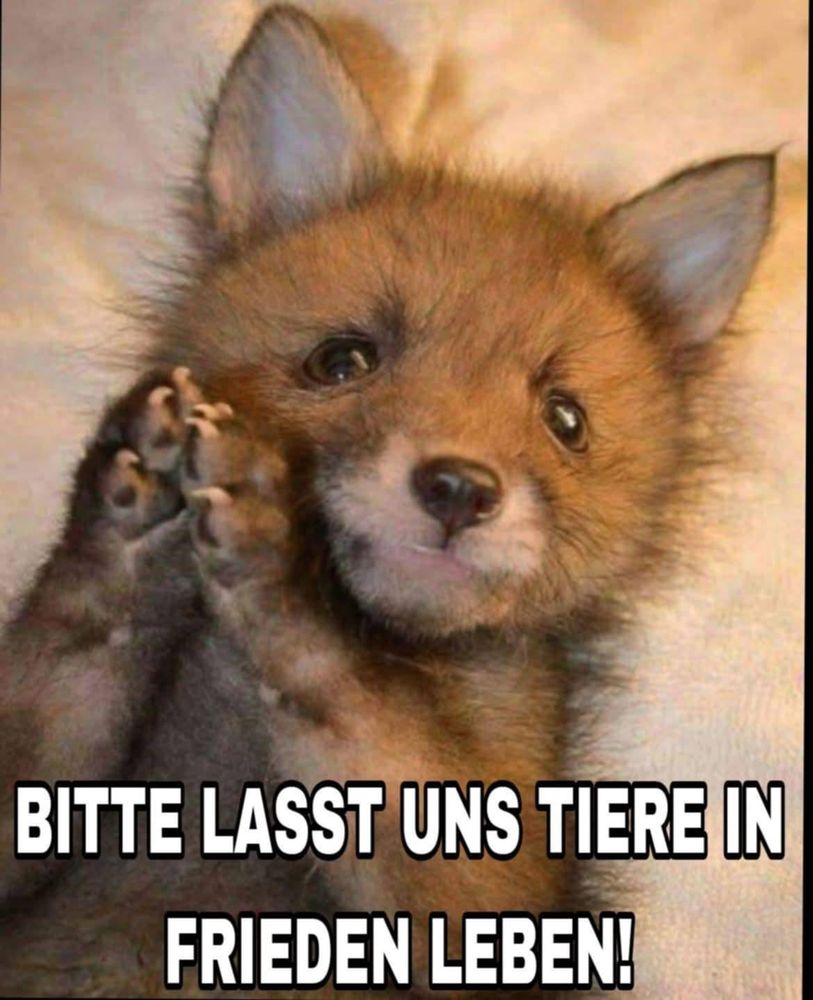 BILD: FUCHS!
Bitte lasst uns Tiere in Frieden leben!