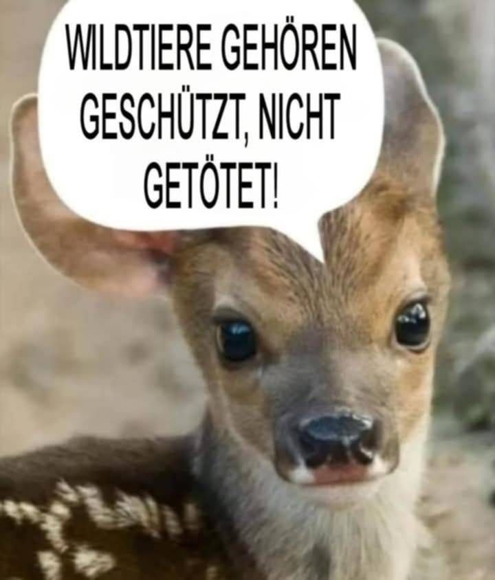 BILD: REH!
Wildtiere gehören geschützt, nicht getötet!