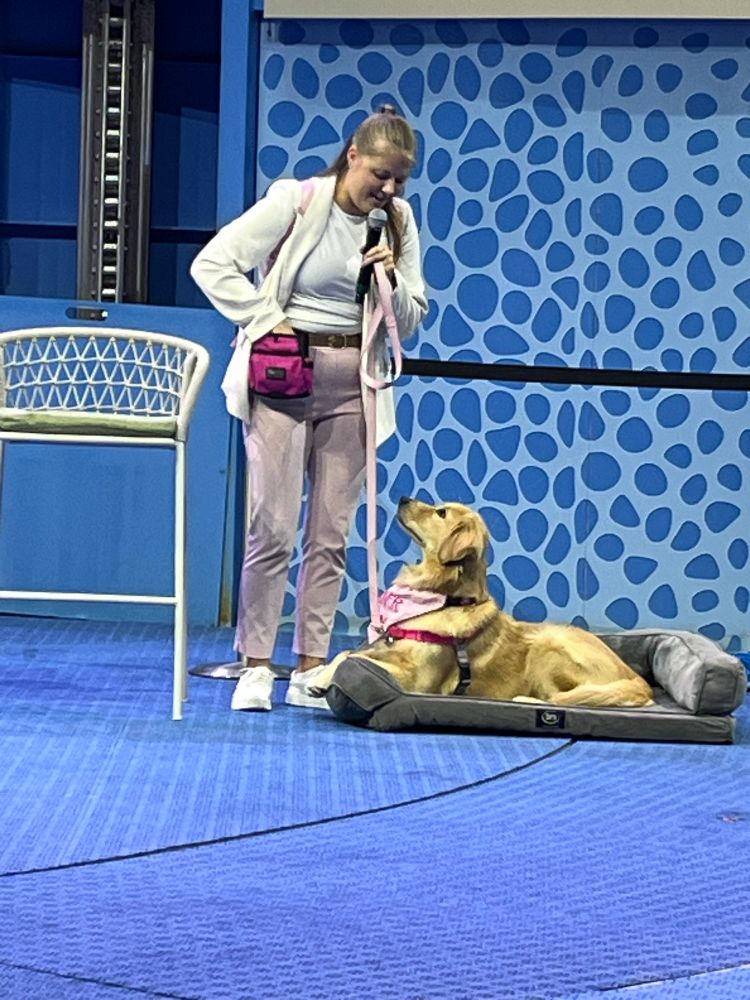 A golden retriever is lying in a dog bed and watching her handler attentively. 