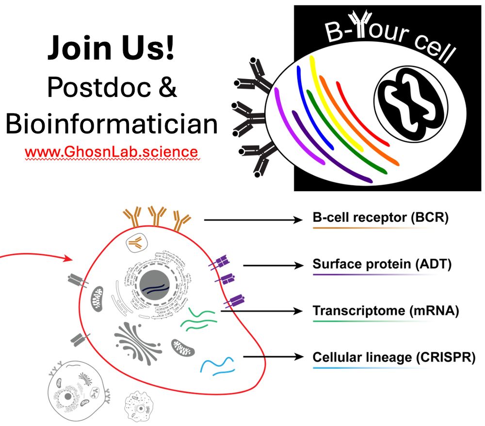 We are Hiring!
Join our multi-disciplinary team as a Postdoc or a Bioinformatician in B-cell Immunology to lead exciting projects on human immunology funded by the Gates Foundation and the NIH (Position fully funded and not dependent on future grants). 
