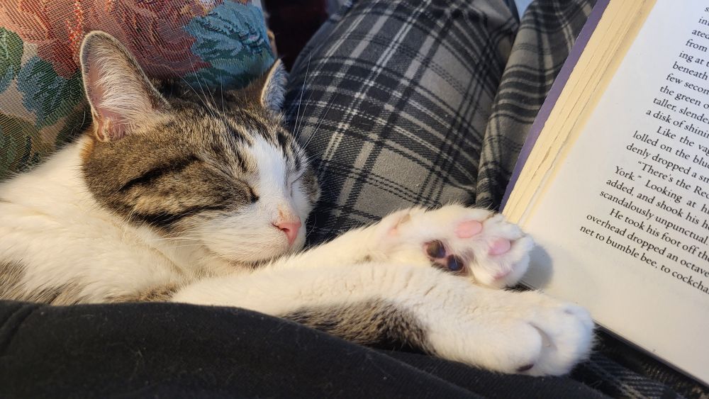 A white cat with tabby markings sleeps on a person's lap next to an open book, his eyes closed tightly.