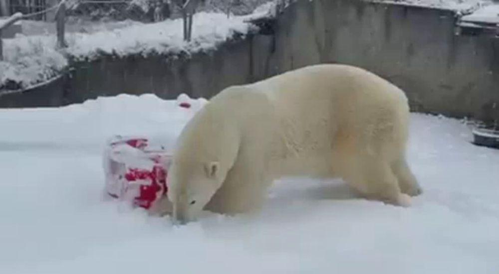 a polar bear is standing in the snow eating a christmas present .