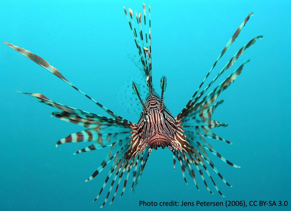 A lionfish stares at the camera flaring its venomous spines