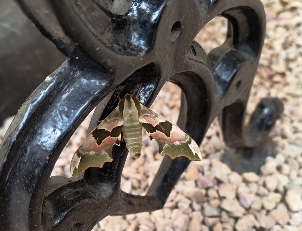 pic of a mimas tiliae, aka a lime hawk-moth