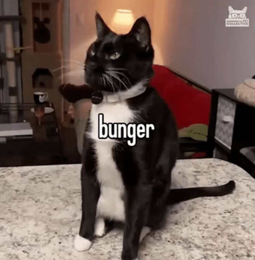 Burger Cat Funny Cat GIF