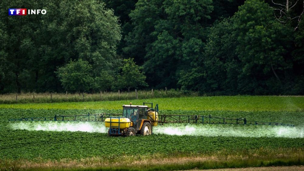 Pesticides : comment la France va atteindre ses objectifs et pourquoi cela pose problème | TF1 INFO