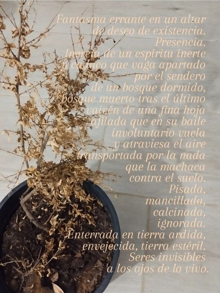 Fantasma errante en un altar de deseo de existencia. Presencia. Inercia de un espíritu inerte y caduco que vaga apartado por el sendero de un bosque dormido, bosque muerto tras el último vaivén de una fina hoja afilada que en su baile involuntario vuela y atraviesa el aire transportada por la nada que la machaca contra el suelo. Pisada, mancillada, calcinada, ignorada. Enterrada en tierra ardida, envejecida, tierra estéril. Seres invisibles a los ojos de lo vivo.