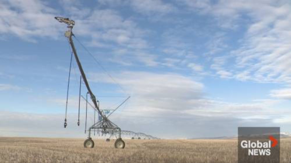 Wheat and barley farmers weigh in on drought forecast concerns | Watch News Videos Online