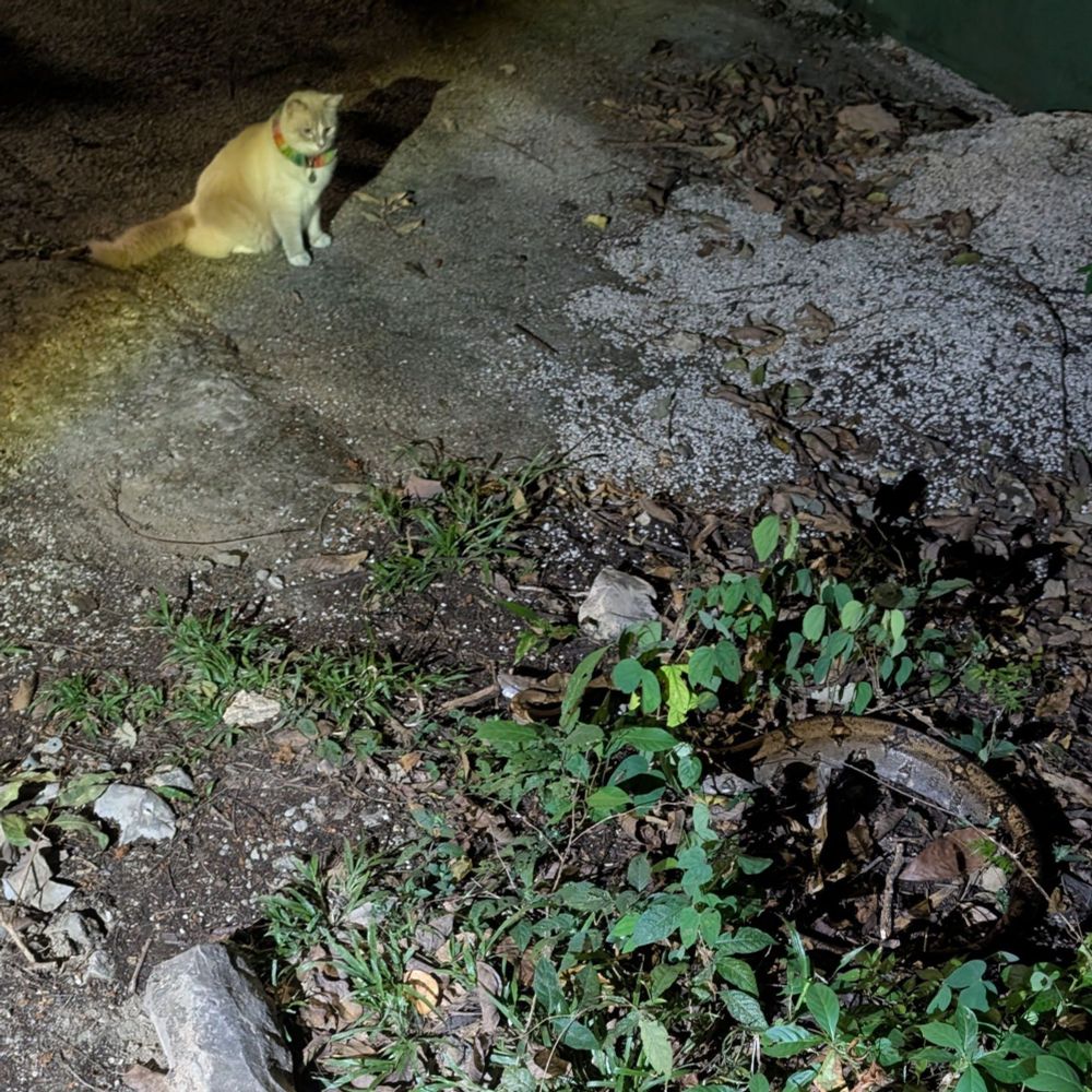 A scene from Costa Rica: a white fluffy cat staring at an approaching boa constrictor.
