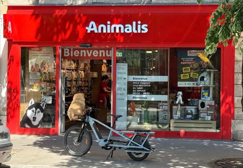 Un chien assis dans un panier à vélo regarde avec intérêt une devanture de magasin pour animaux