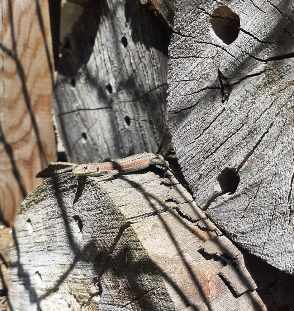 Hay una lagartija sobre un tronco, el tronco está cortado y con agujeros hechos con taladro que sirven para que abejas y avispas solitarias aniden dentro