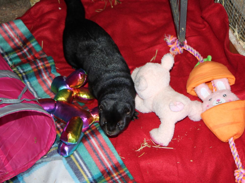 The image shows a dark-furred mink exploring a cozy, toy-filled space. The mink has sleek, shiny black fur and is positioned in the center of the image, standing on a red fleece blanket. Surrounding the mink are several colorful and soft toys: a shiny rainbow-colored balloon dog toy, a light colored plush bear, and a plush carrot toy with a smiling bunny peeking out of the top. To the left, there's a pink and gray play tunnel, and beneath the blanket is a multicolored plaid fleece that adds a vibrant, layered background. The setting appears to be a warm, enriched indoor or enclosed space designed for the mink's comfort and stimulation.

