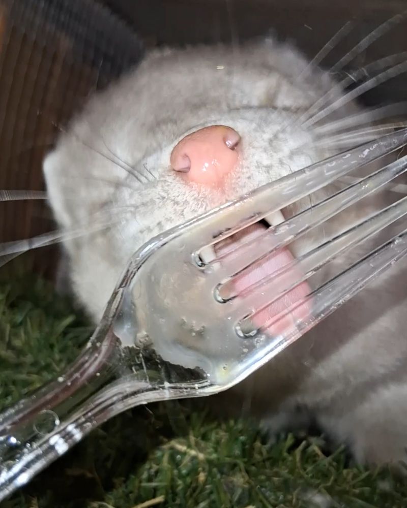 This close-up photo shows the face of a light-colored mink named Lysander pressing his pink nose and open mouth against a clear plastic fork. The mink’s tongue is slightly visible between the tines of the fork as he is licking or tasting something from it- whisked raw egg smeared on the fork. His whiskers fan out dramatically, and his fur is soft and silvery. The background includes green grass-like bedding and a blurry enclosure wall. The image captures an intimate and slightly humorous moment, emphasizing Lysander the mink’s pink features and curiosity.

