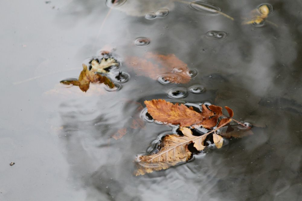 A brown oak leaf, floating in a rippling puddle of water