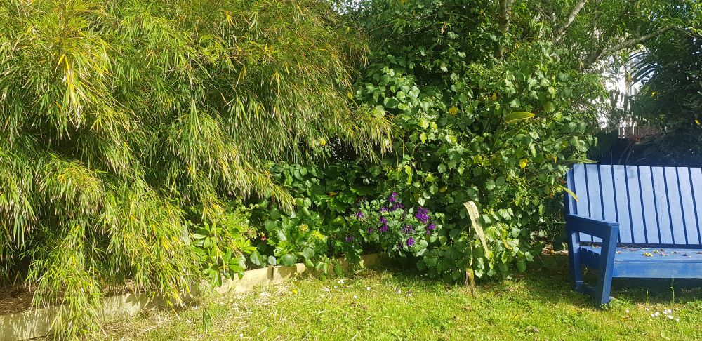 A bright, sunny garden. In the foreground is a grass lawn with a blue wooden chair. Behind is a garden bed full of vibrant green plants, including bamboo and kawakawa.