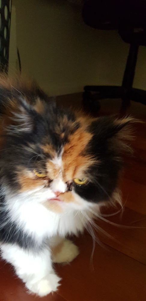 Mabel the short-faced cat (maybe a Persian? I'm not sure). She is a long haired calico, with ginger, black and white splotches of colour in her fur. She looks slightly disgruntled at the standard of food being supplied, as she's not getting her wet food tonight!