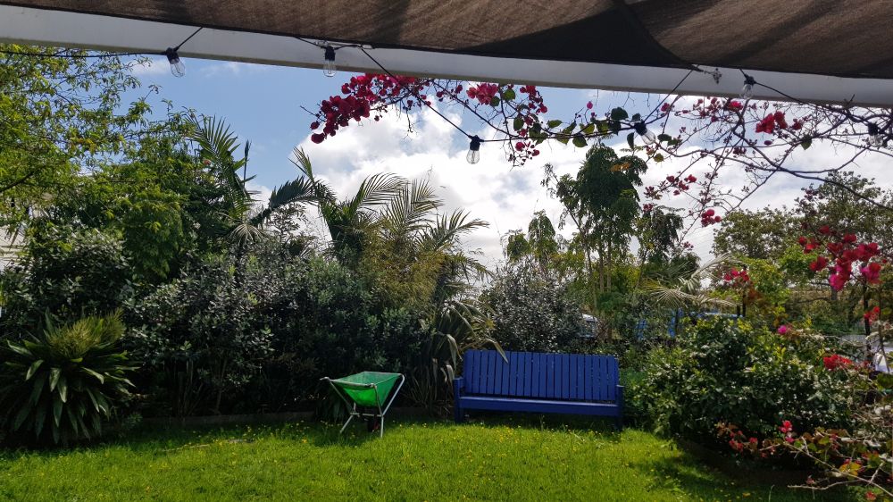 A garden on a sunny day. There is a rake and a wheelbarrow on the lawn, showing that gardening is underway. In the foreground a bouganvillia with hot pink flowers is growing along a pergola.