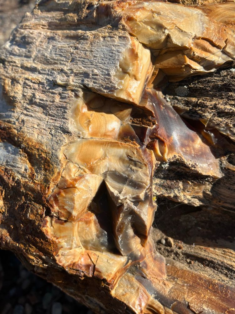 Up-close view of opalized petrified wood 

#rocks #rockhounding #rockhound #petrifiedwood #fossils #gingkopetrifiedforest #washington #eastwashington #ellensburg #columbiariver #petrified #gem #mineral #opal #geology #ancient #desert #gingkopetrifiedforeststatepark