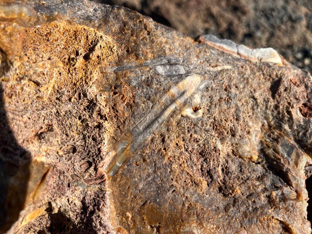 Up-close view of opalized petrified wood 

#rocks #rockhounding #rockhound #petrifiedwood #fossils #gingkopetrifiedforest #washington #eastwashington #ellensburg #columbiariver #petrified #gem #mineral #opal #geology #ancient #desert #gingkopetrifiedforeststatepark