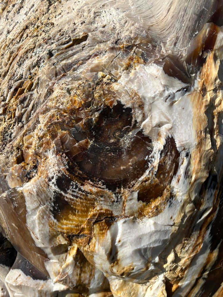 Up-close view of opalized petrified wood 

#rocks #rockhounding #rockhound #petrifiedwood #fossils #gingkopetrifiedforest #washington #eastwashington #ellensburg #columbiariver #petrified #gem #mineral #opal #geology #ancient #desert #gingkopetrifiedforeststatepark