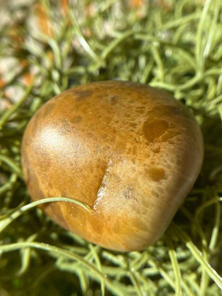 Orange agate rock on greenery 