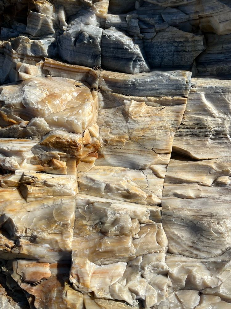 Up-close view of opalized petrified wood 

#rocks #rockhounding #rockhound #petrifiedwood #fossils #gingkopetrifiedforest #washington #eastwashington #ellensburg #columbiariver #petrified #gem #mineral #opal #geology #ancient #desert #gingkopetrifiedforeststatepark