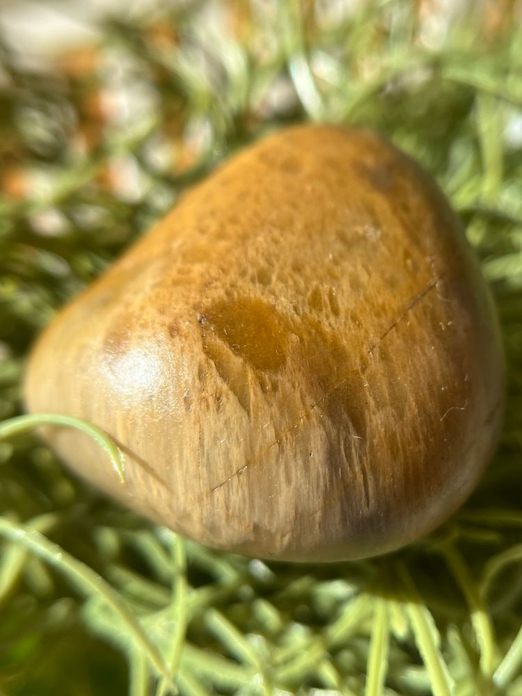 Orange agate rock on greenery 