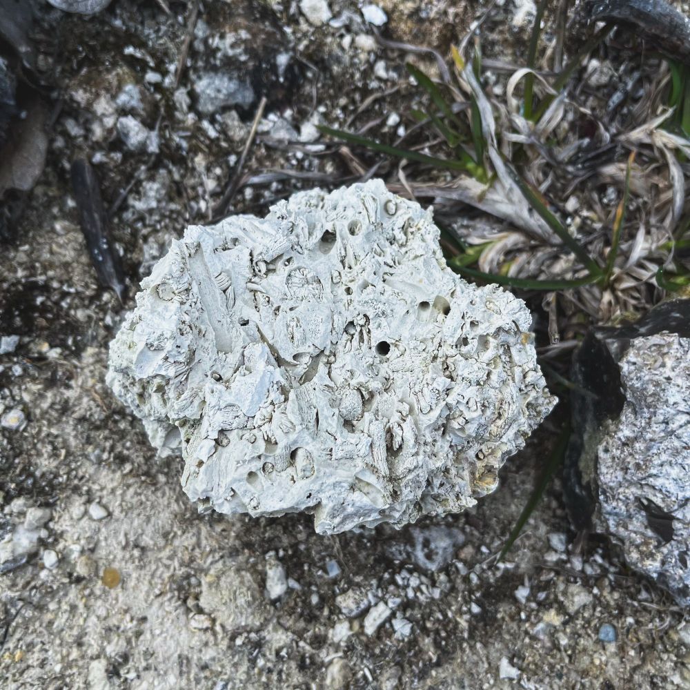 Photo of coral limestone from the quarry in Faxe, Denmark. The limestone has visible fossils of coral and worm holes.

#rocks #rockhound #denmark #Copenhagen #danish #faxe #limestone #fossil #coral #flint #quarry #mining #ancient #paleocene #epoch #extinct #gem #mineral #crinoid #tubeworm #nautilus #shell #shark #geology #tourism #geomuseumfaxe #museum #sedimentary #fossilfriday #lithic #weapon 