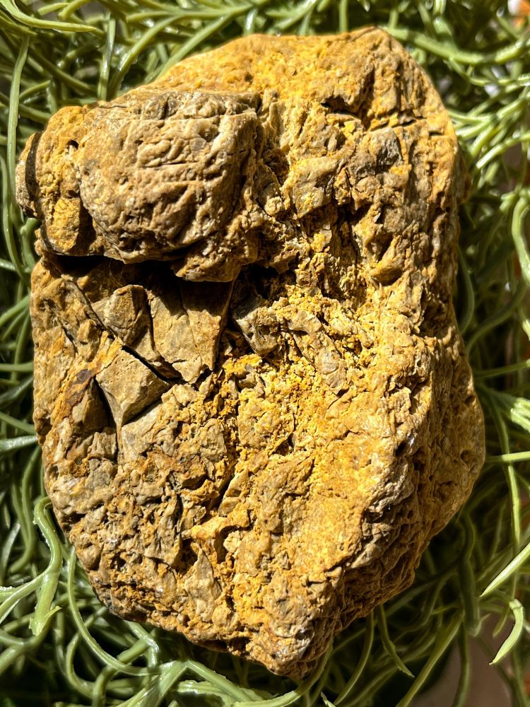 Photo of a chunk of sedimentary rock, possibly crinoidal or bryozoan limestone, resting on greenery. The rock is slightly elliptical with a splintered, cratered brown-yellow surface.