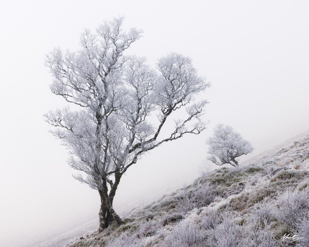 A photograph of two winter birch trees in fog. The trees angle inwards towards each other on a steep heathery bank; everything in the image is covered in a brilliant white frost. 