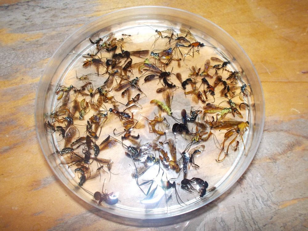 Plastic dish with dozens of Ugandan parasitoid wasps in liquid. Small ones, big ones, skinny ones too. The colour variation reminds me of liquorice allsorts.