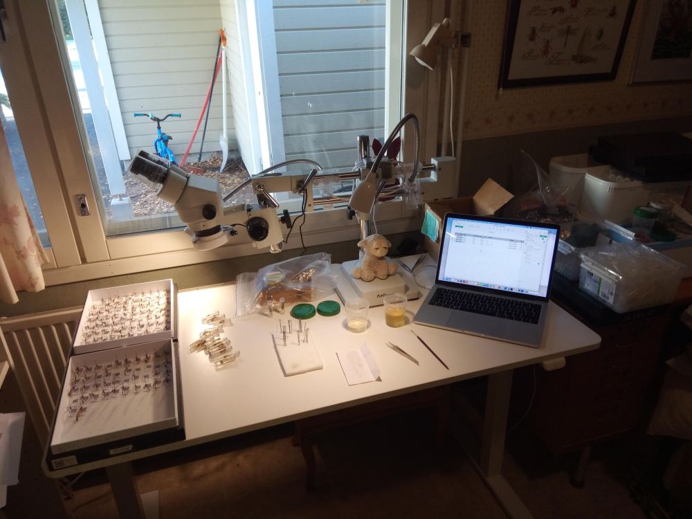 Table with wasp stuff on it. Insect boxes with pinned wasps. A microscope. A soft toy lamb managing the proceedings.