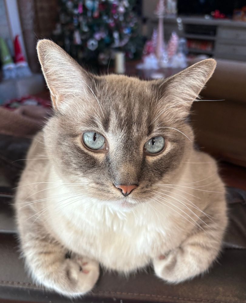 Innocent looking creamy colored cat with blue eyes sitting with his front paws curled under him, staring at the camera. 