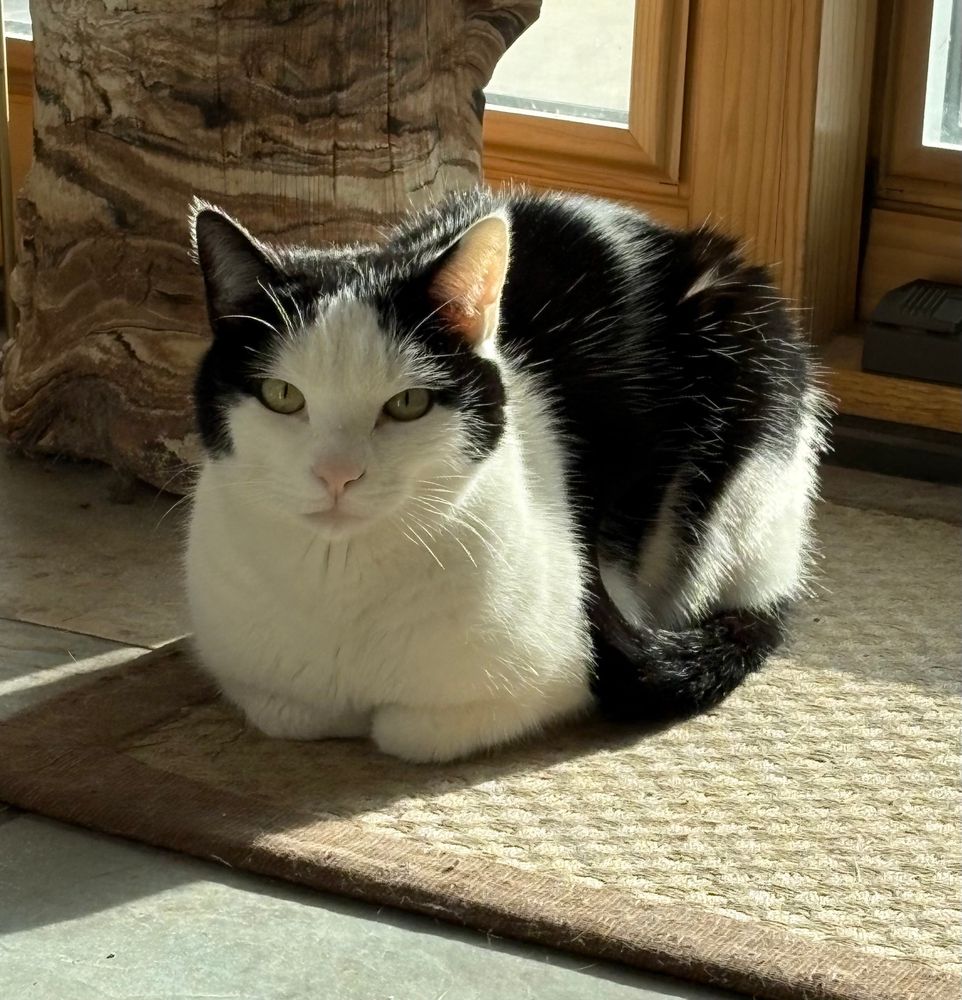A black and white cat soaking up sunshine. 
