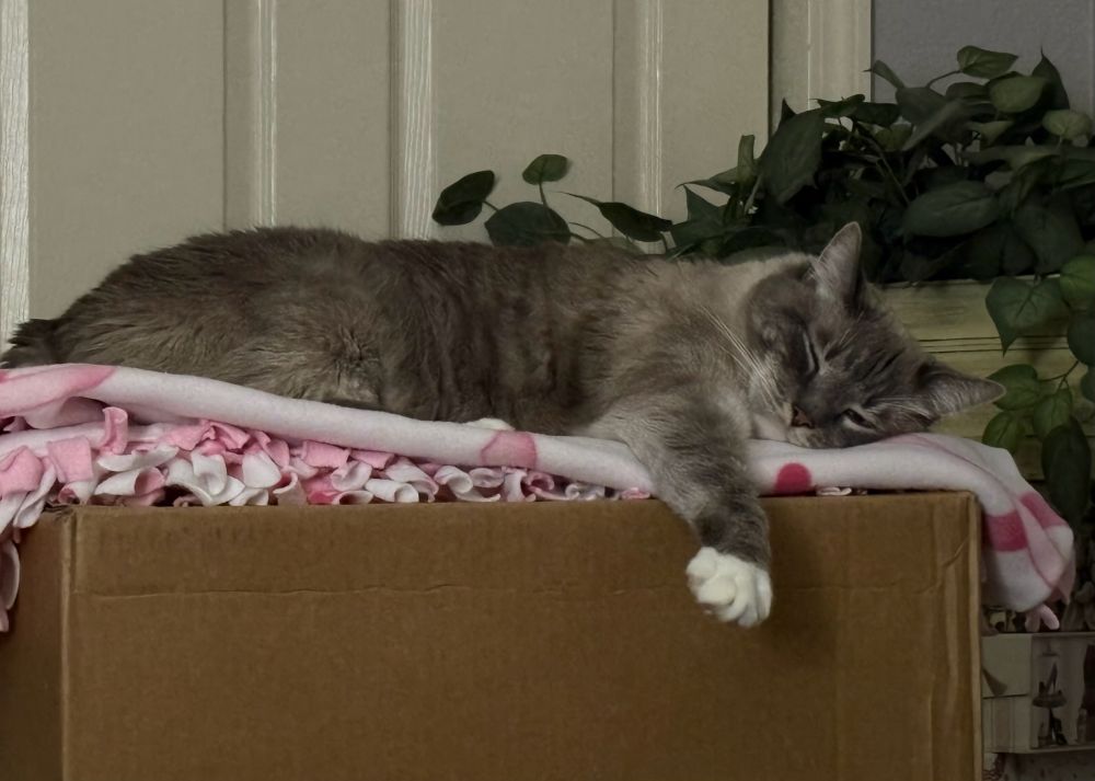Sleepy gray cat lying on top of a moving box. He has one paw hanging off the side of the box. 