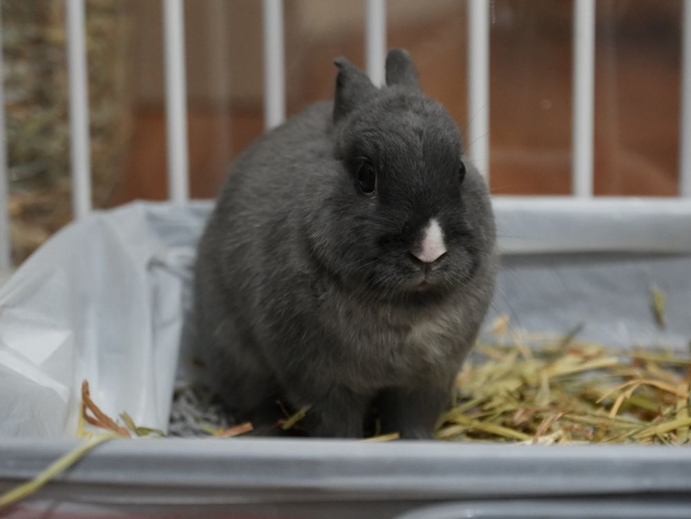 A photograph of the same little rabbit sitting down in his hat tray in such a way that he looks a bit like an egg, as he is wont to do
