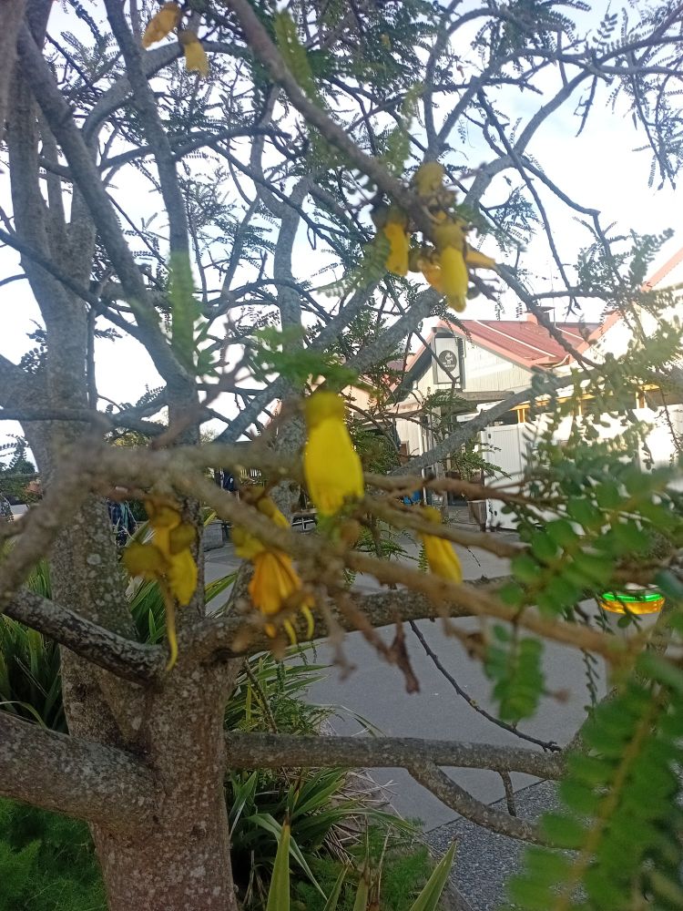 picture of kophai flowers blooming in july