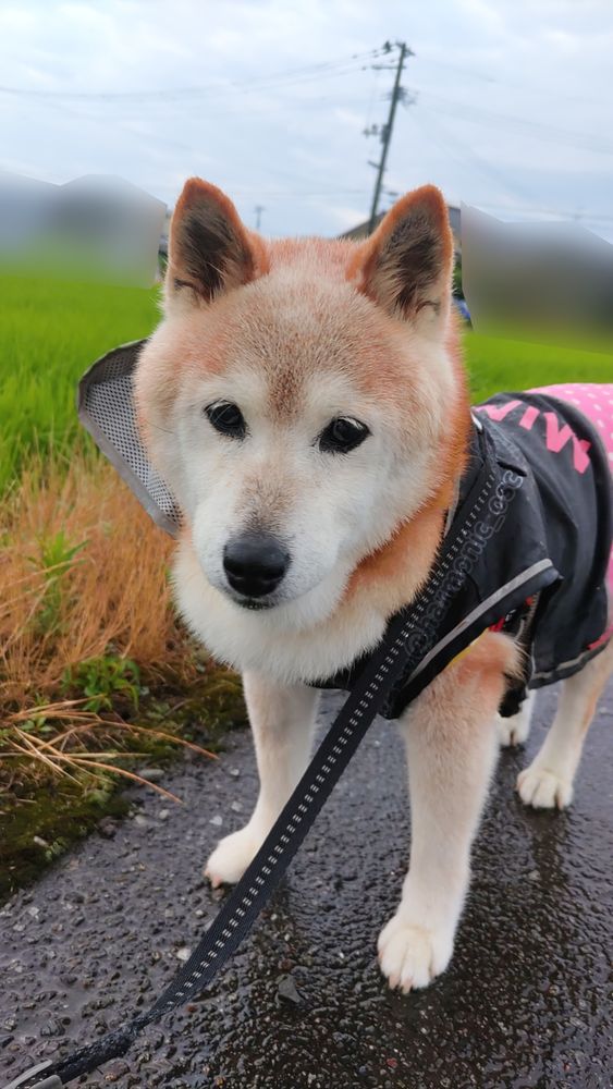 It's rainy. My shiba inu dog is standing on the road.
ウチの柴犬が道路に立っています。雨で雨具着用。少々気温が下がったようです。