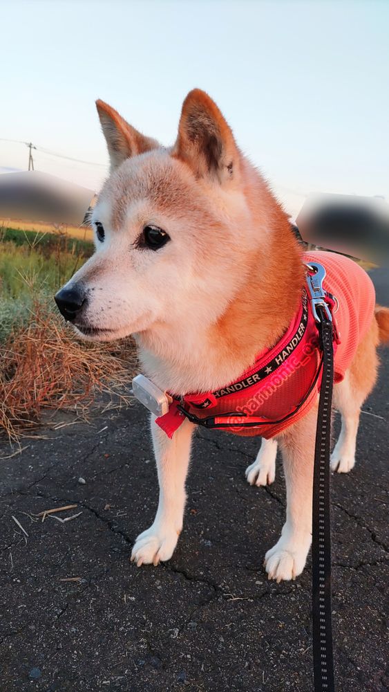 ウチの柴犬が道路に立っています。空には雲がほとんどなく左(向かって右)から朝日を浴びてオレンジ色に染まってます。