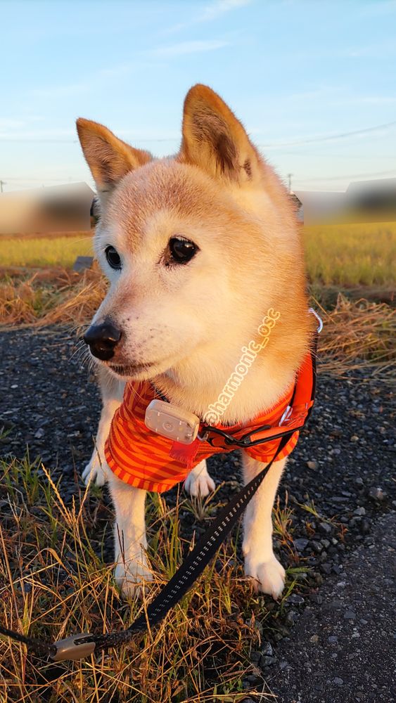 ウチの柴犬が砂利道に立っています。朝日を正面から浴びて少々橙色に染まっています。よく晴れて気温も下がりました。