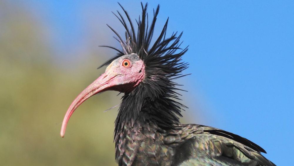 Verhaltensbiologie: Begleitetes Fliegen - Der Waldrapp