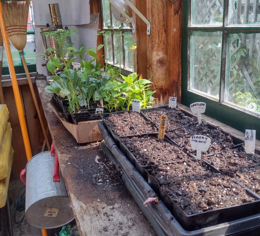Seedling trays -- one filled with several week-old baby plants, the other full of labeled soil -- sit in a patch of sun inside a greenhouse.