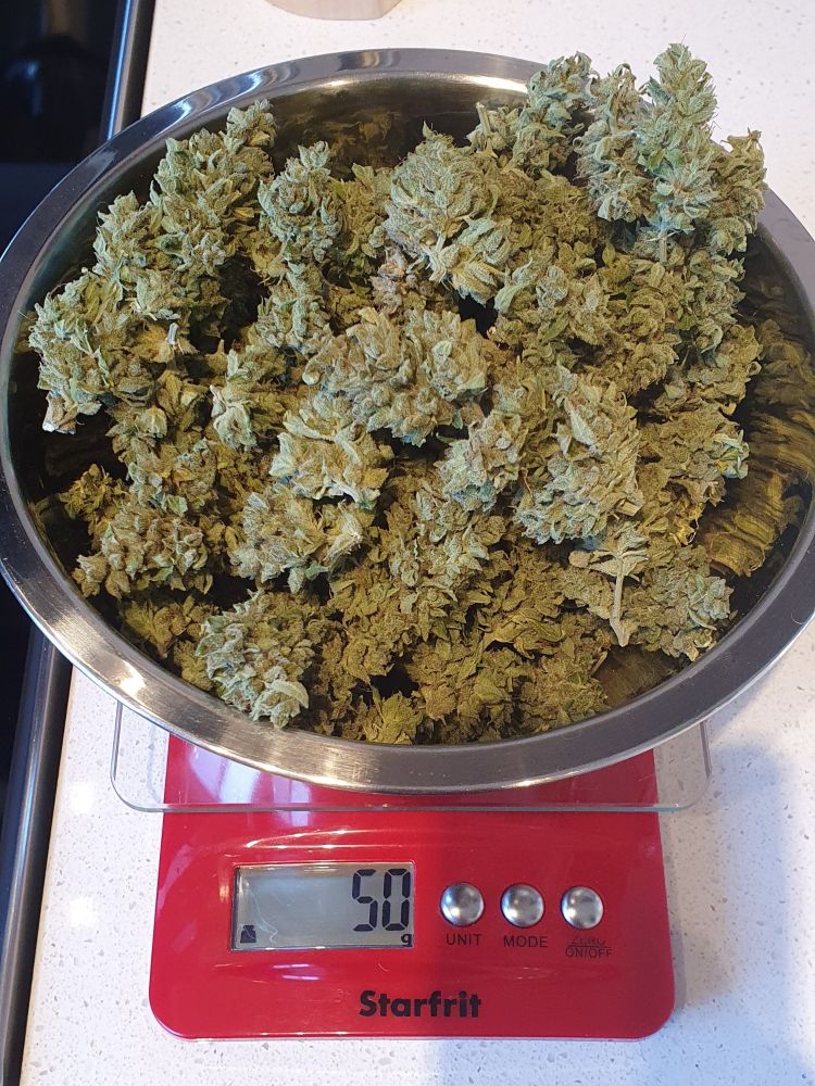 Photo of a bowl of trimmed cannabis buds on a kitchen scale. The kitchen scale is red and reads 50 g.