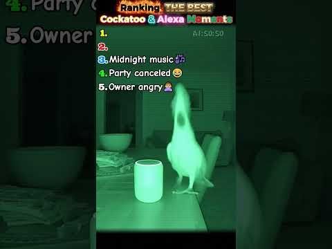 Angry Parrot’s 🦜 3AM Alexa Party Shutdown