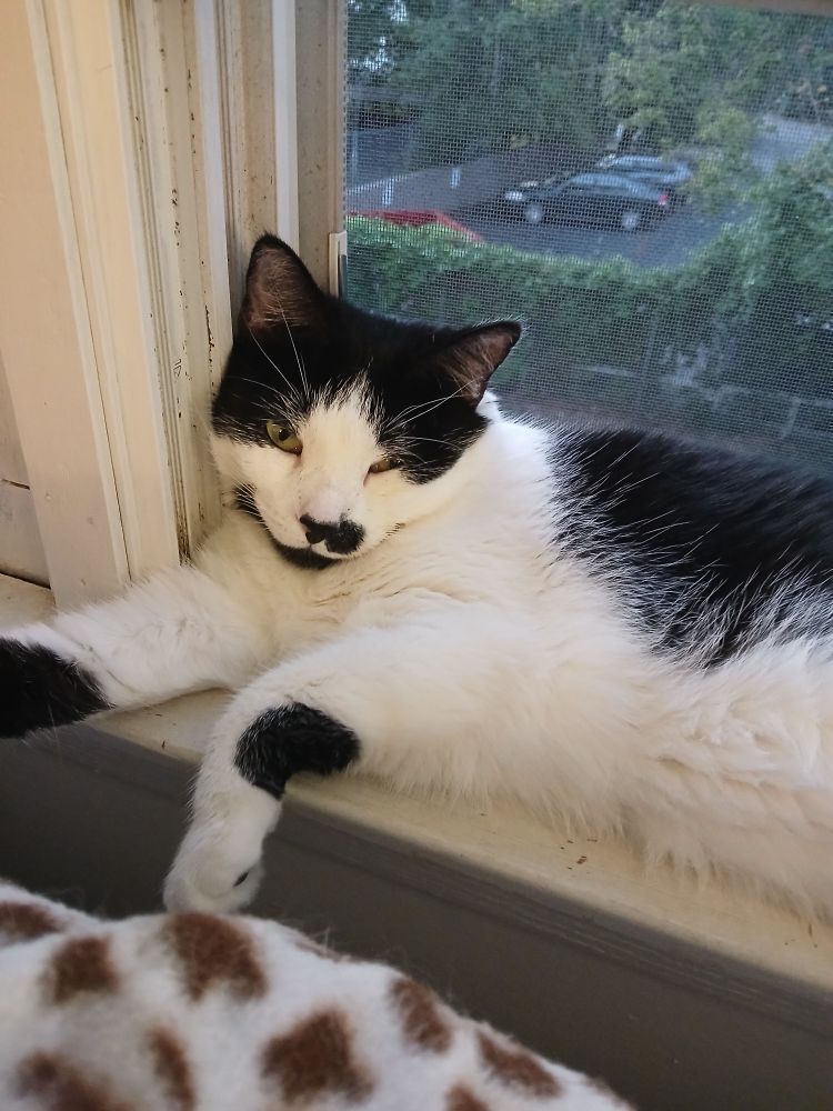 A black and white cat lying in a window. Her head is resting on the frame, and one of her eyes is mostly closed. Her front legs are dangling over the edge. One leg is stretched out straight while the other is slightly bent. She's looking at the camera with a sleepy and happy expression.