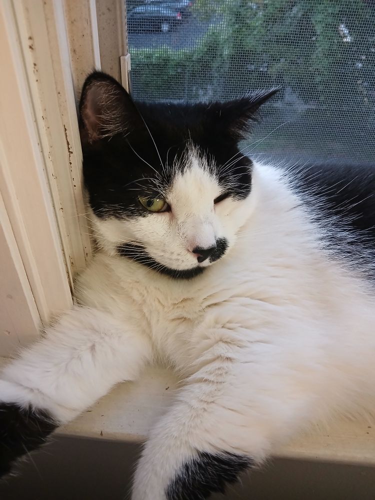 A black and white cat lying in a window. Her head is resting against the frame, and she has one eye mostly closed. Her front legs are dangling over the edge.