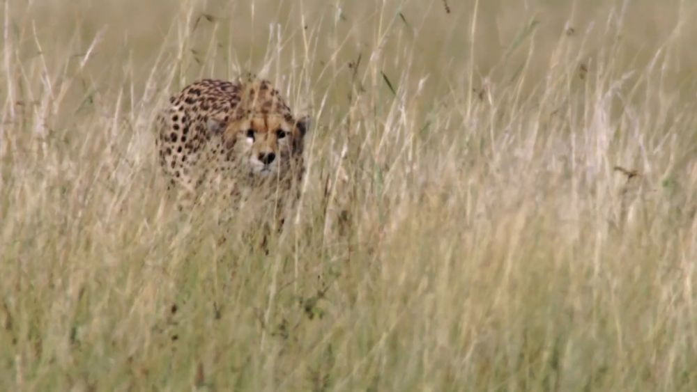 A cheetah with distinctive markings and prominent tear marks peers through tall golden grass, its gaze focused and body partially concealed by the vegetation of the open savanna.