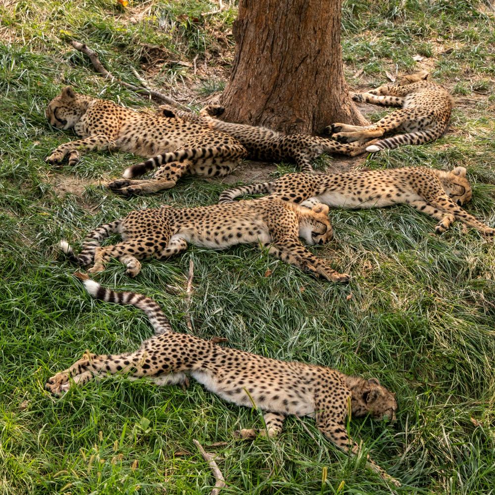 Group of cheetahs resting under a tree on a grassy field.