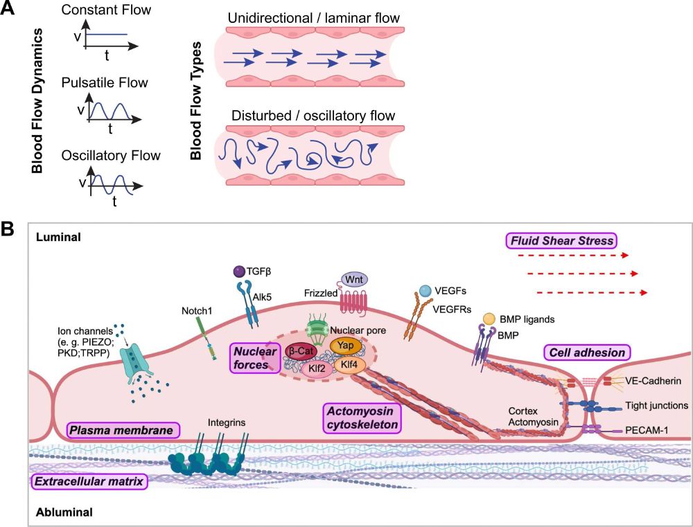 Schematic illustration showing biomechanical forces and signaling transmission in endothelial cells.