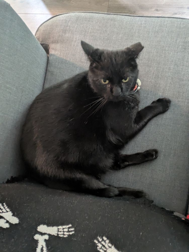 Goliath looking alert in the seat of an armchair 